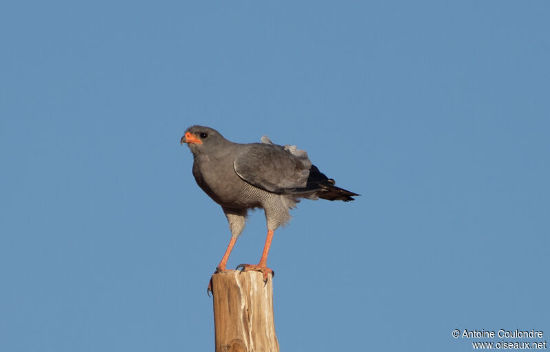 Pale Chanting Goshawk