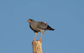 Pale Chanting Goshawk