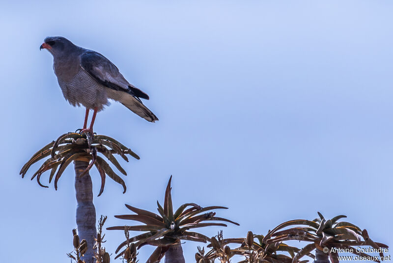 Autour chanteuradulte