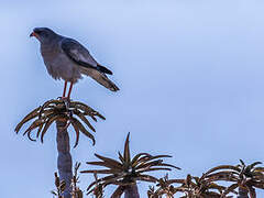 Pale Chanting Goshawk