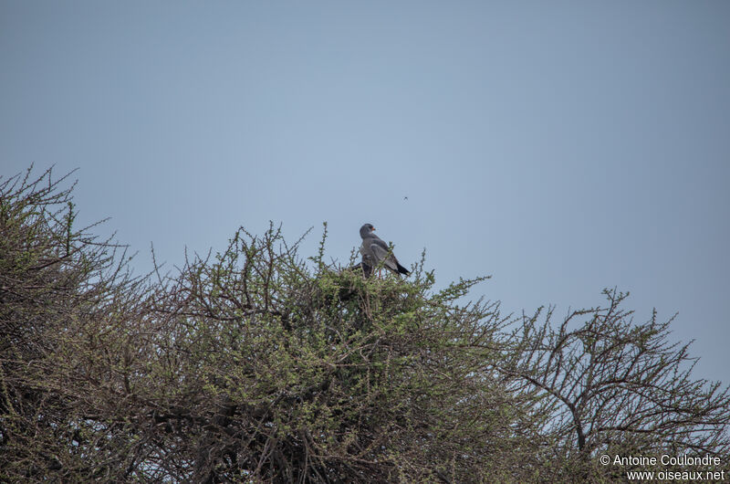 Pale Chanting Goshawkadult, habitat, Reproduction-nesting