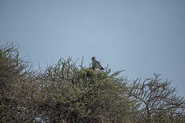 Pale Chanting Goshawk