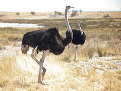 Common Ostrich