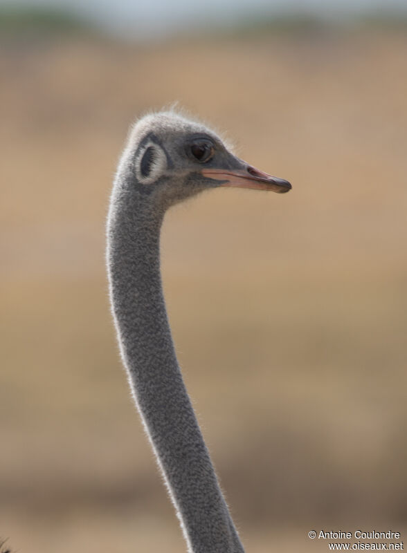 Common Ostrich male adult, close-up portrait