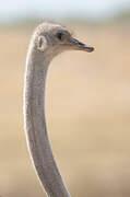 Common Ostrich