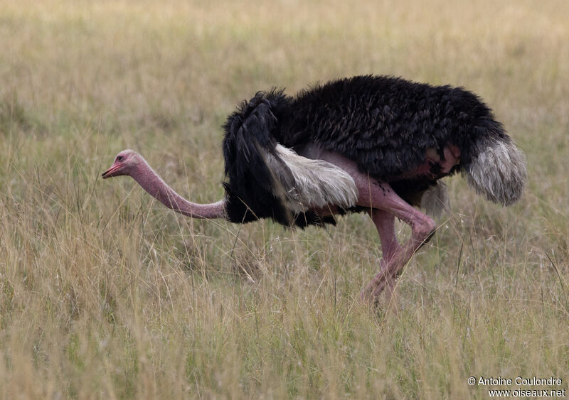 Common Ostrich male adult breeding