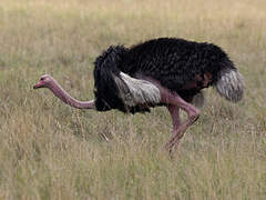 Common Ostrich