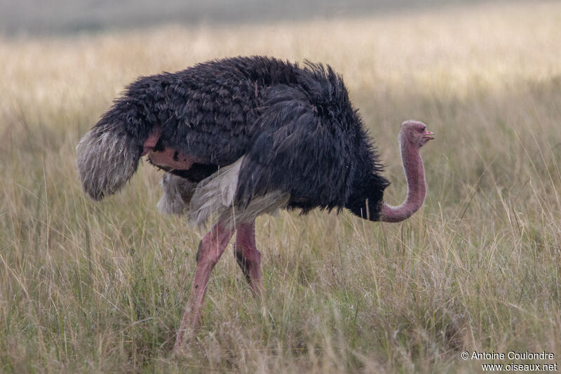 Common Ostrich male adult breeding