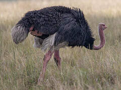 Common Ostrich