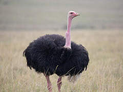 Common Ostrich