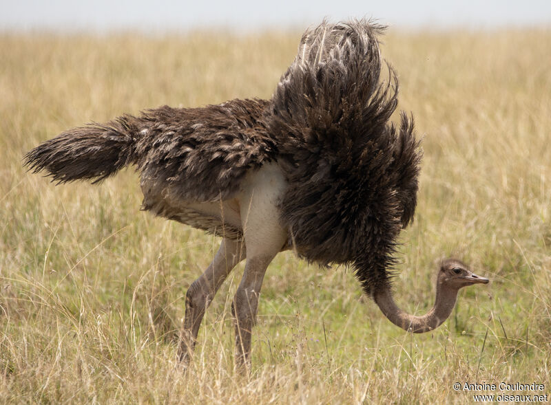 Common Ostrich female adult breeding