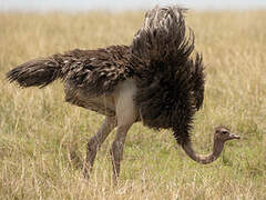 Common Ostrich