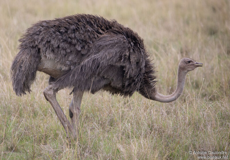 Common Ostrich female adult