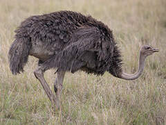 Common Ostrich