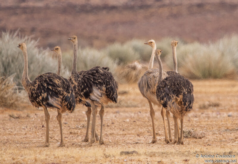 Common Ostrich female subadult