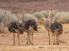 Common Ostrich