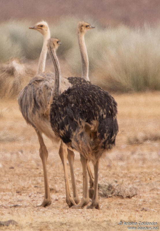 Common Ostrich female subadult