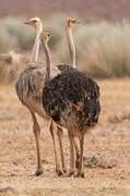 Common Ostrich