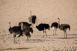 Common Ostrich