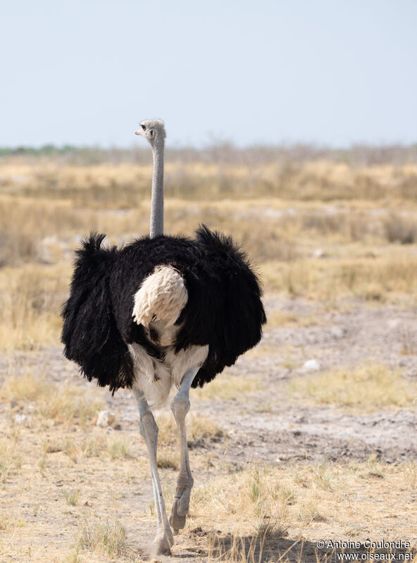 Common Ostrich male adult