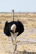 Common Ostrich