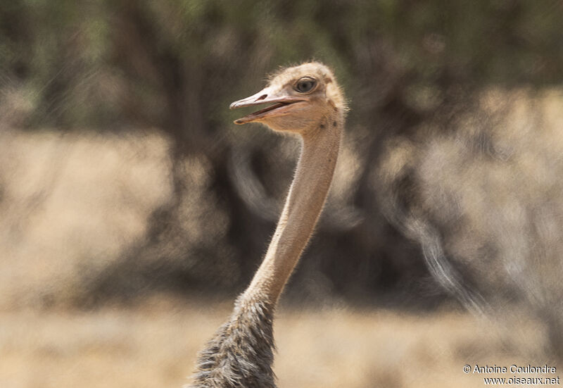 Somali Ostrich female adult, close-up portrait