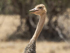 Somali Ostrich