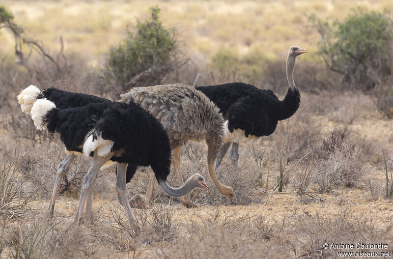 Somali Ostrichadult