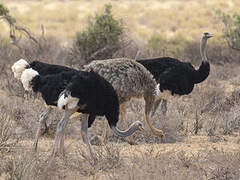 Somali Ostrich