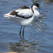 Avocette élégante