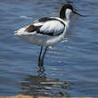 Avocette élégante