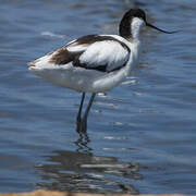 Avocette élégante