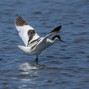 Pied Avocet