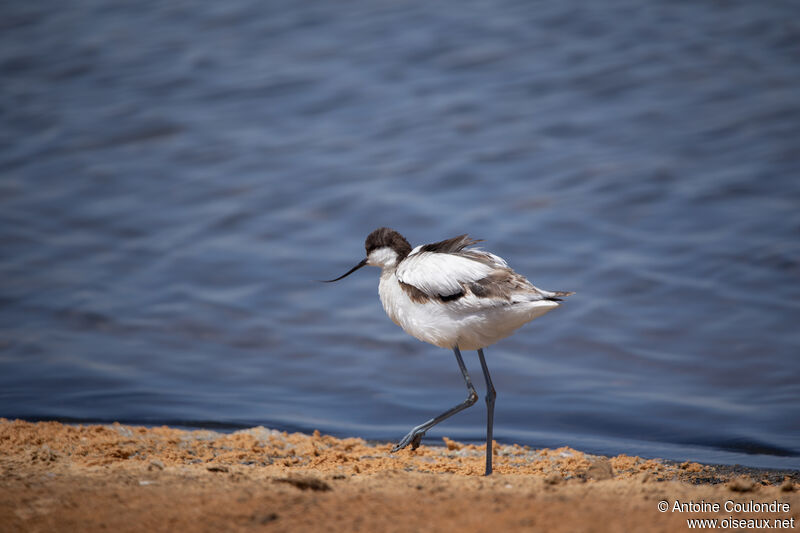 Avocette éléganteadulte, marche