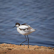 Pied Avocet