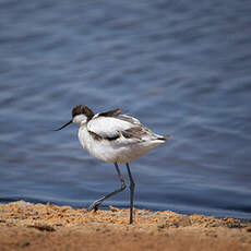 Avocette élégante