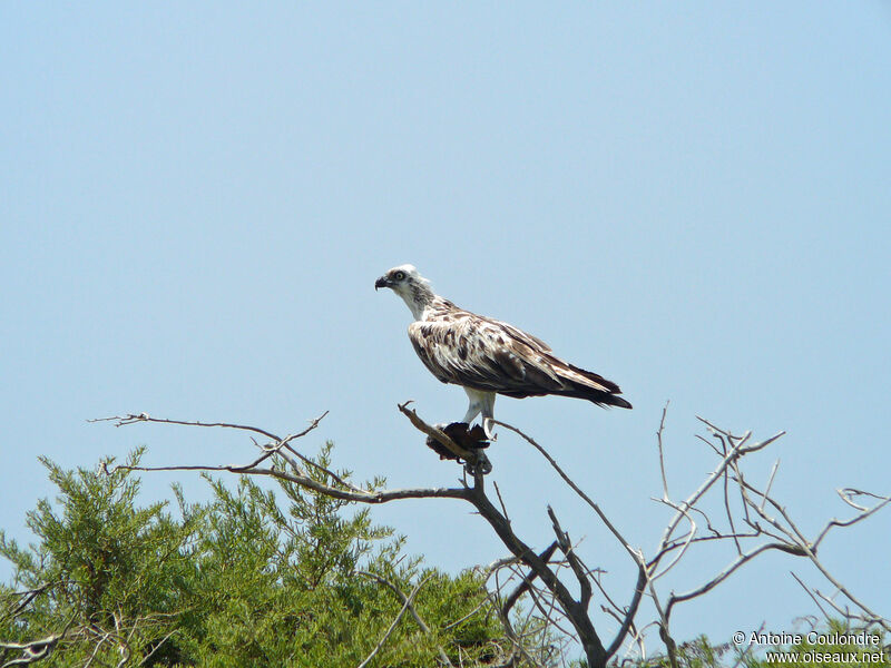 Balbuzard pêcheuradulte, pêche/chasse, mange