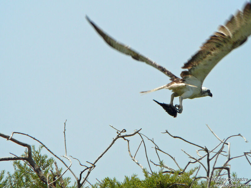 Balbuzard pêcheuradulte, pêche/chasse, mange