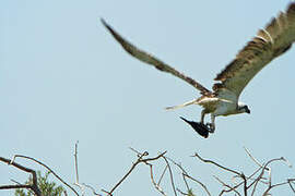 Osprey