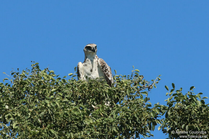 Balbuzard pêcheuradulte