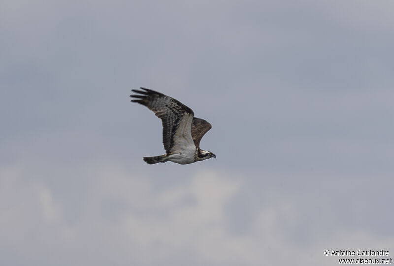 Balbuzard pêcheuradulte, Vol