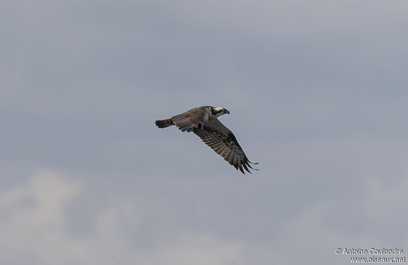 Balbuzard pêcheuradulte, Vol