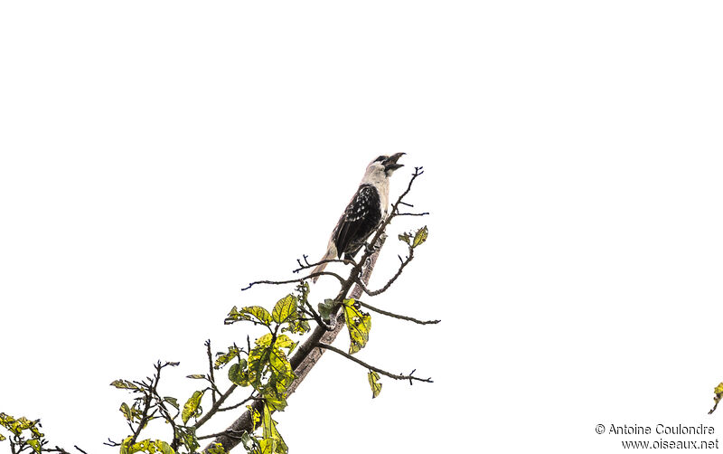 White-headed Barbetadult