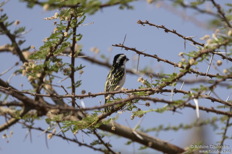 Black-throated Barbetadult