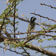 Black-throated Barbet