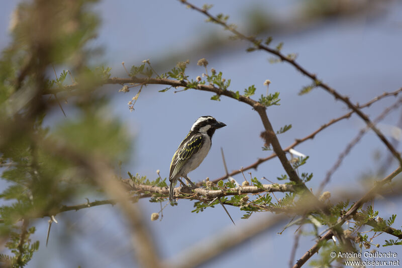 Black-throated Barbetadult