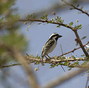 Black-throated Barbet