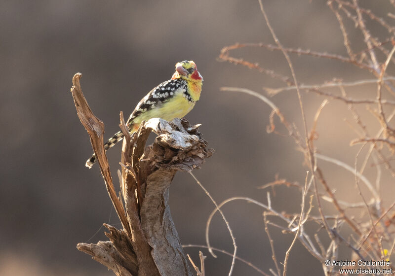 Red-and-yellow Barbetadult