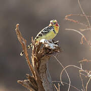 Red-and-yellow Barbet