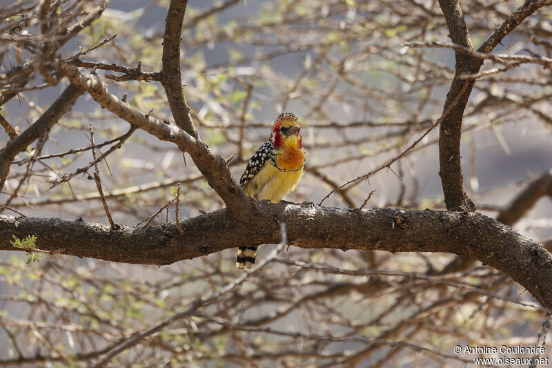 Red-and-yellow Barbetadult